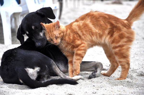 Hund und Katze am Strand