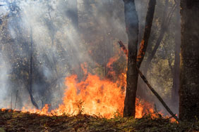 Waldbrand in Griechenland